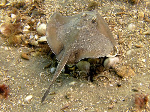 Sparsely-spotted stingaree